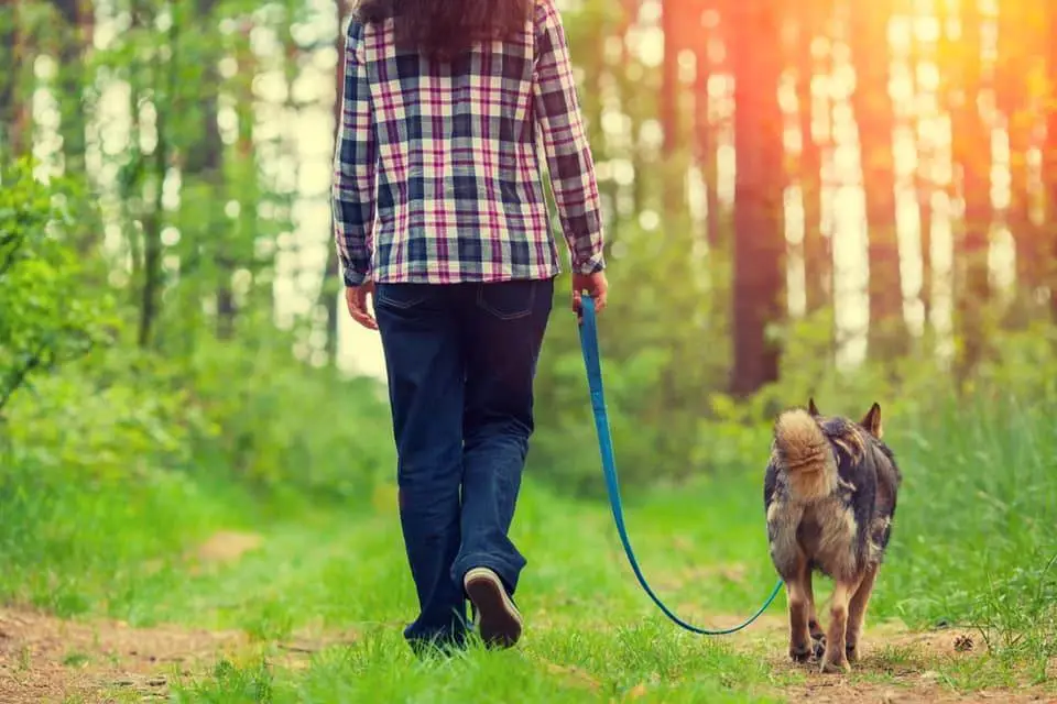 A dog being walked on a leash in the woods.